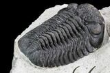 Ceratarges, Morocops & Gerastos Trilobite Plate #108697-9